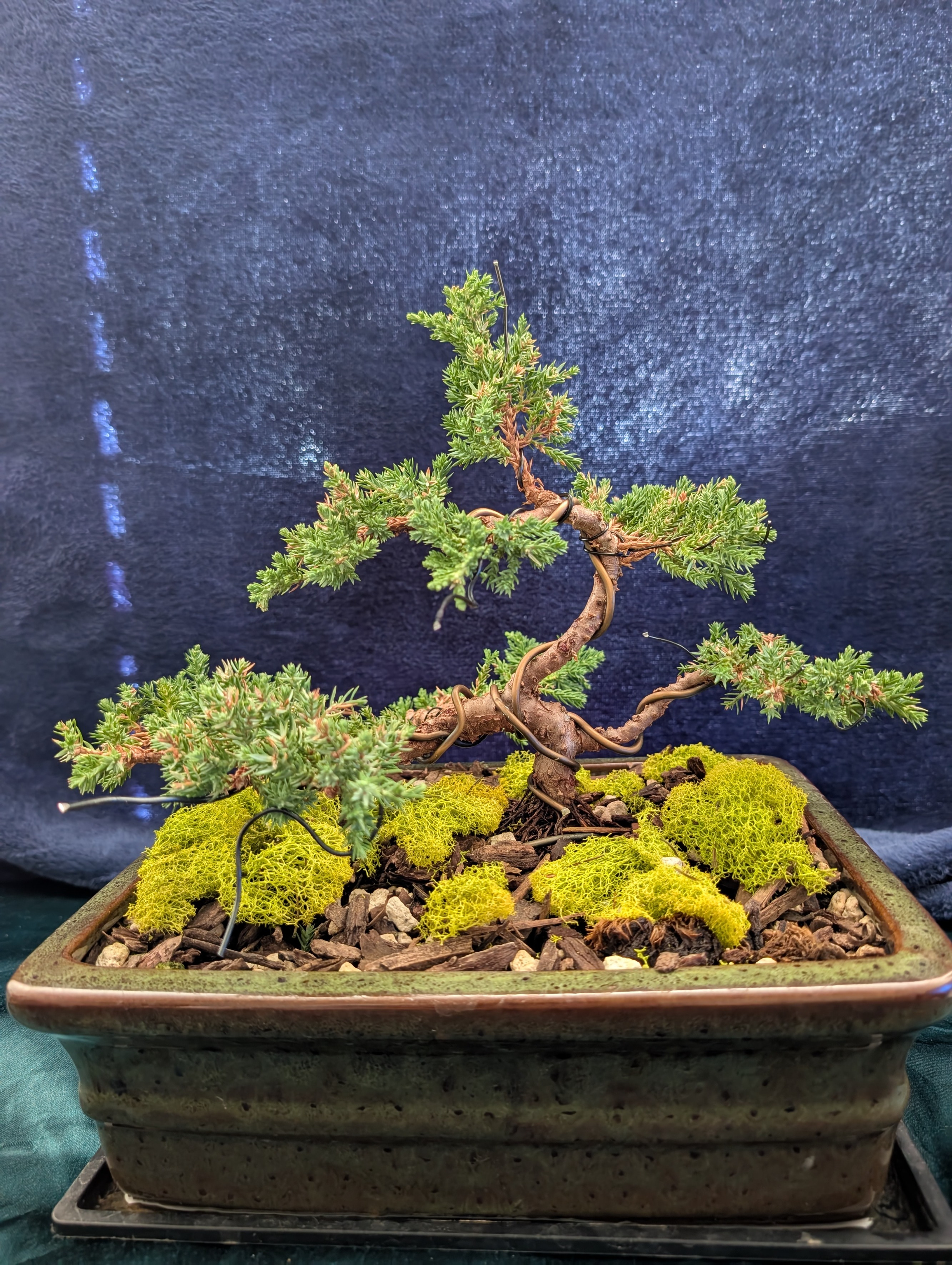 Gertoode our Bonzai Mascott